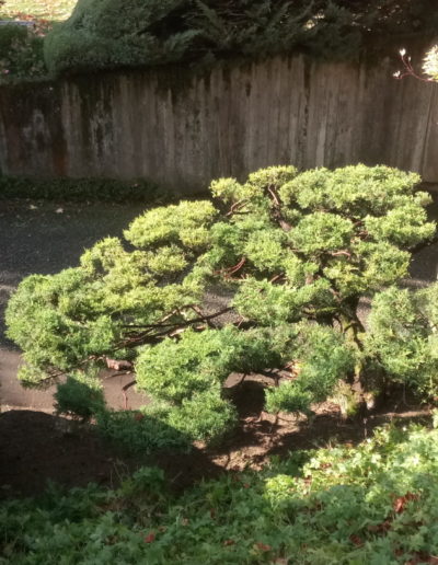 Taille de formation et entretien de Juniperus (Genévrier) par votre paysagiste à Murten