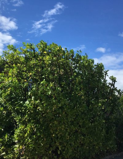 Remise en état d'une haie de Laurelles (Prunus laurocerasus) après taille à Payerne