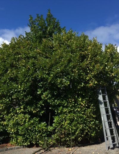 Remise en état d'une haie de Laurelles (Prunus laurocerasus) avant taille à Payerne