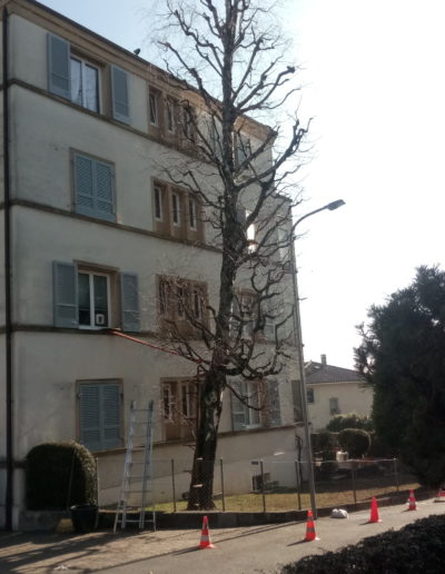 Mise en sécurité et préparation avant travaux d'élagage pour une intervention sans risque