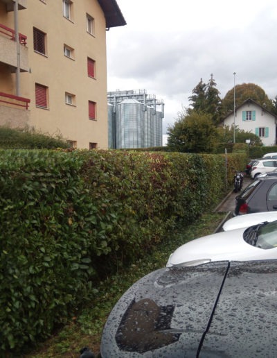 Taille et entretien de haie vive pour gérances et PPE à Avenches et dans la Broye