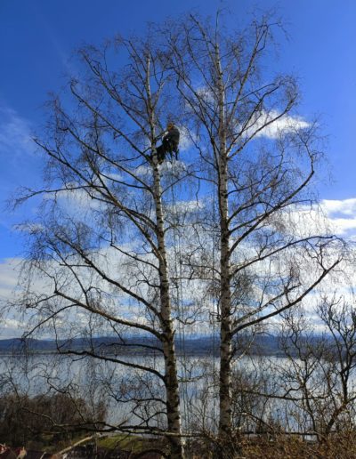 Élagage et technique de grimpe entre deux bouleaux : soin aux arbres en hauteur par un arboriste grimpeur