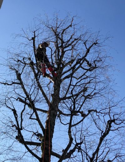 Travaux d'élagage en hauteur et sécurisation d'arbres sous un ciel bleu par Mémoires d'Arbres