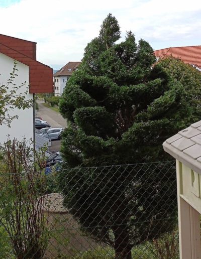 Apres coupe Topiaire