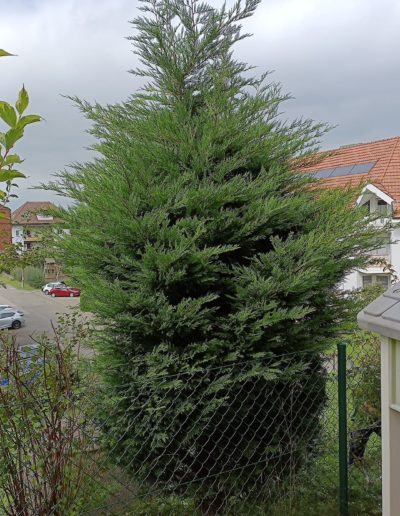 Avant coupe Topiaire