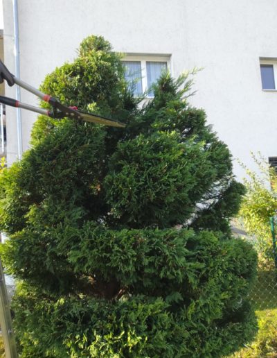 Pendant la coupe Topiaire close up