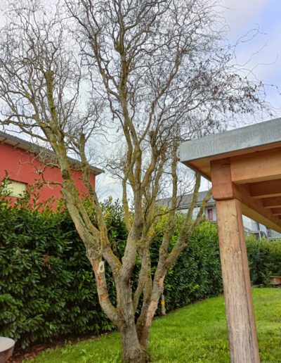 Saule mort dû aux Capricornes