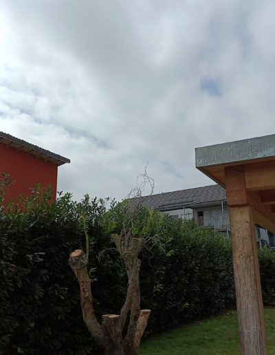 Saule mort dû aux Capricornes (réduit pour que le client le transformer en table)