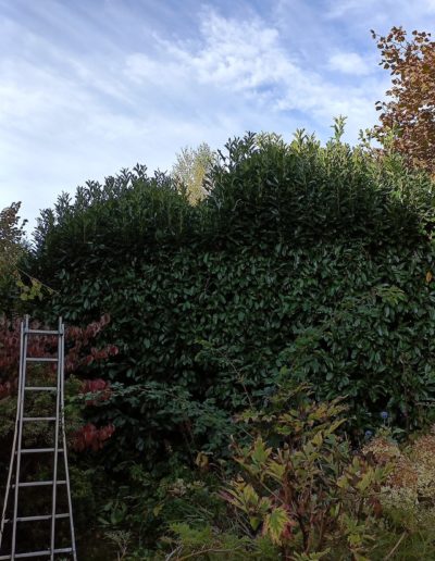 Taille de haie haute pendant 1