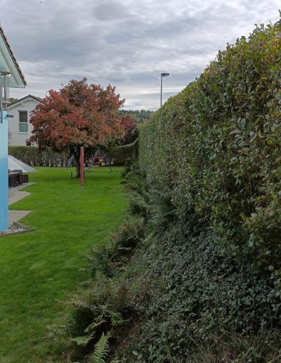 Taille de haie haute pendant 10