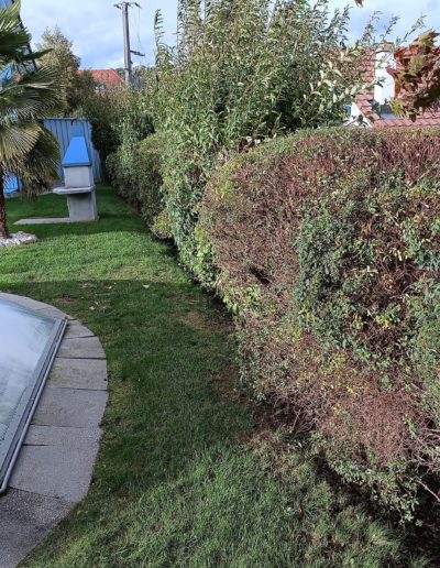 Taille de haie haute pendant 11