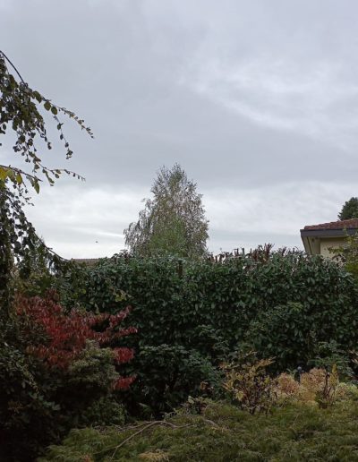 Taille de haie haute pendant 2