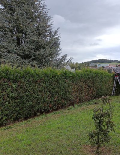 Taille de haie haute pendant 5