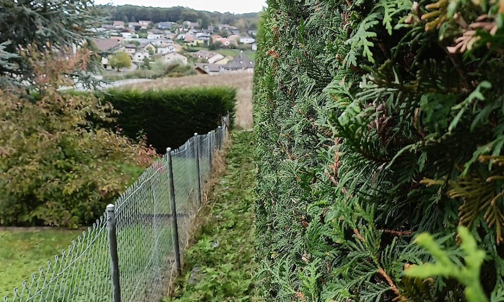 Taille de haie haute pendant 6