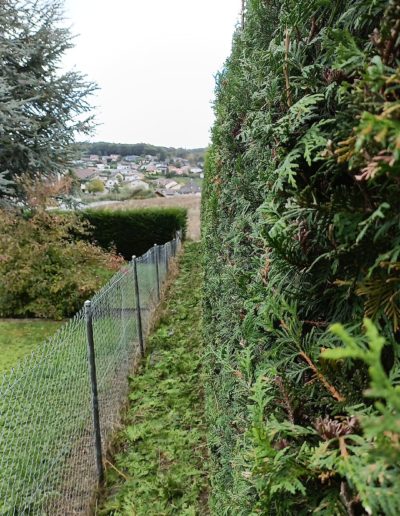 Taille de haie haute pendant 6