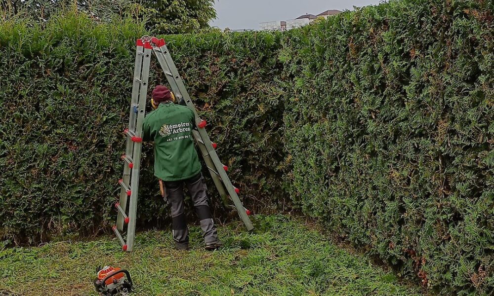 Taille de haie haute pendant 7 1