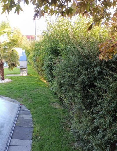 Taille de haie haute pendant 8