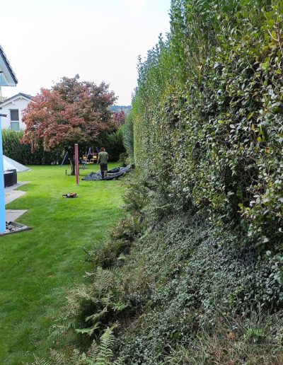 Taille de haie haute pendant 9