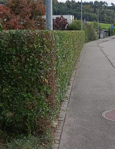 Taille et nettoyage bord de route apres 1 e1728751781357