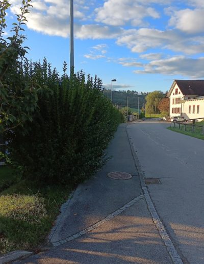 Taille et nettoyage bord de route avant 1