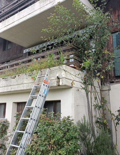 Taille et pallissage dun rosier grimpant avant