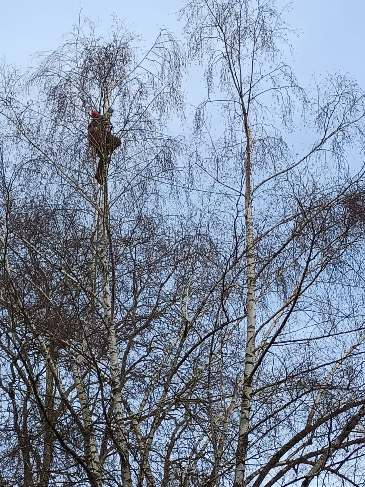Au sommet des bouleaux à Yverdon-les-Bains