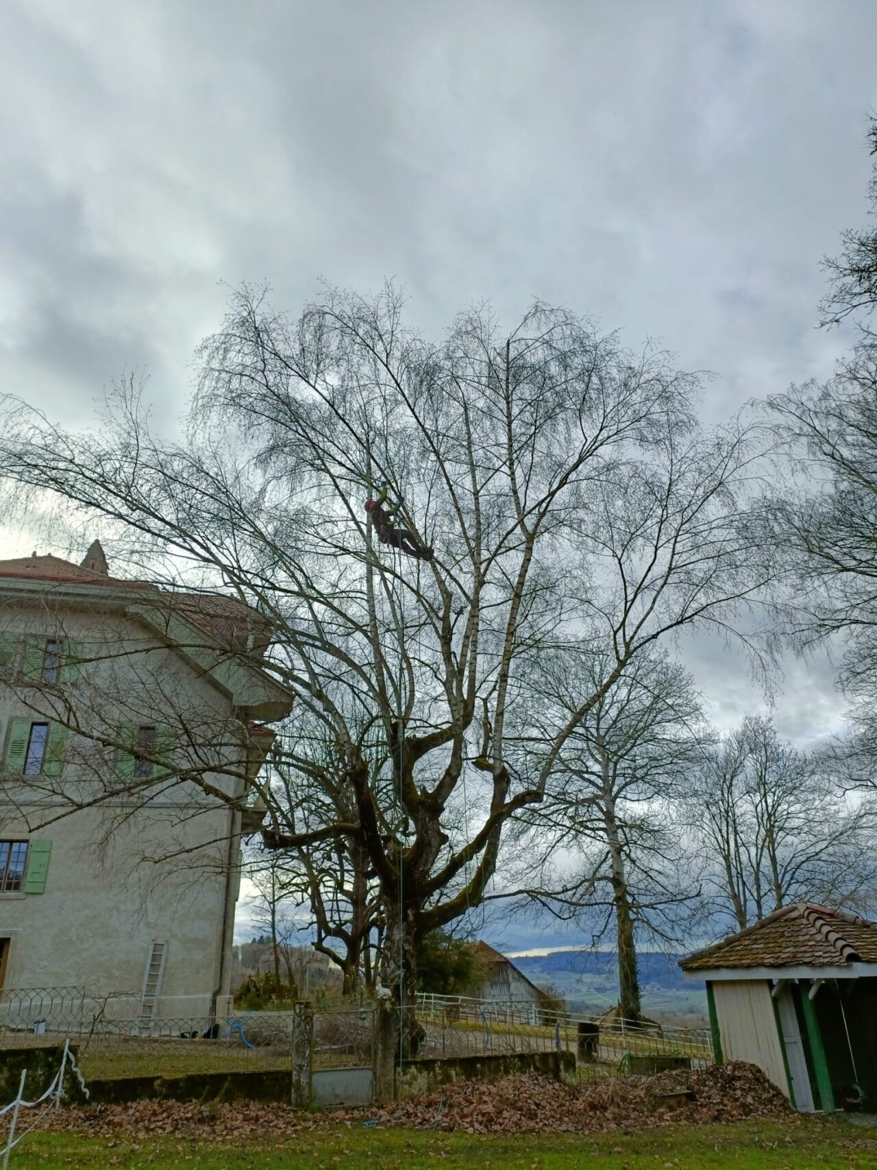 Taille de Réduction d'un bouleau à la Bretonnières - 2026